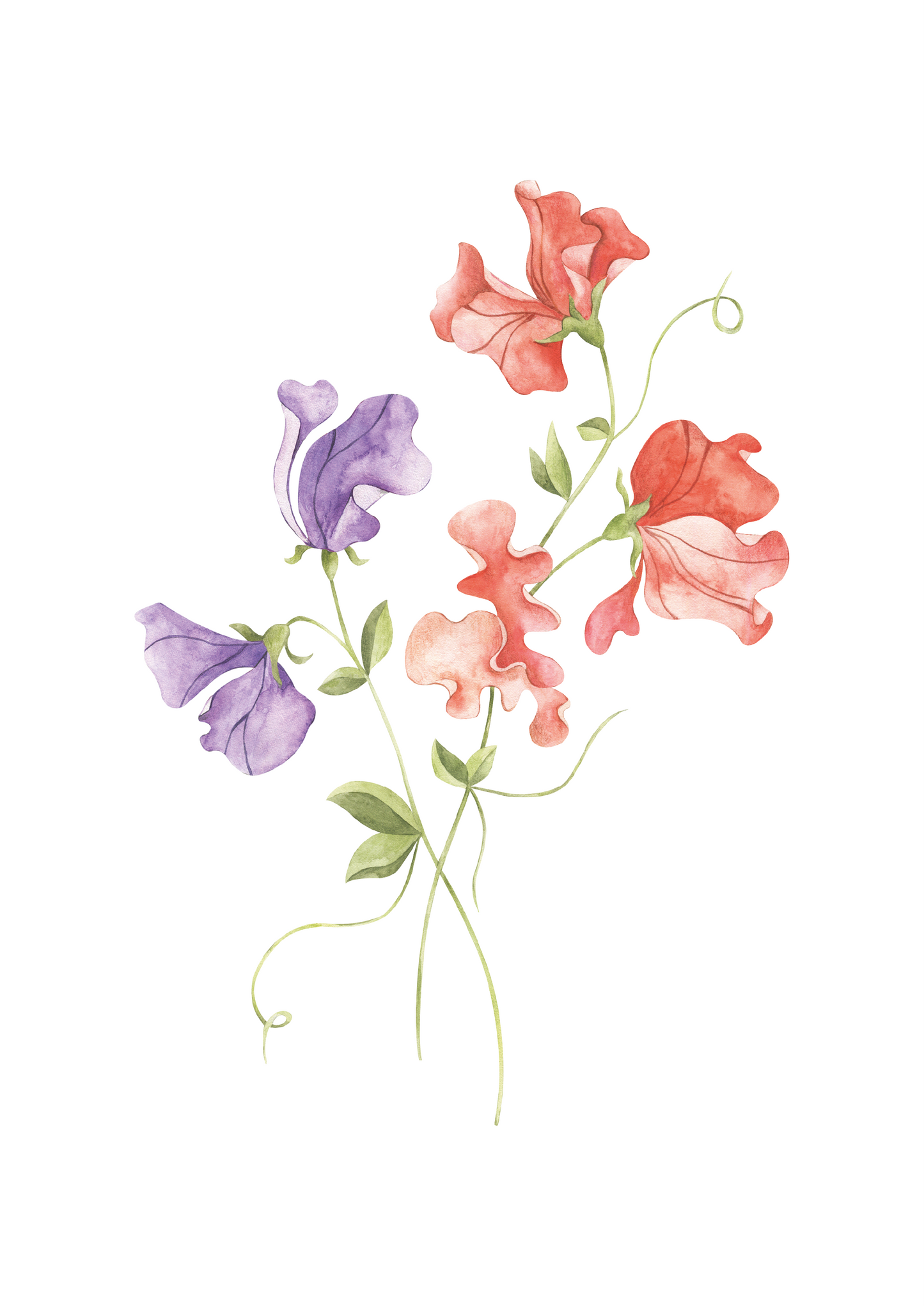 CORAL & LILAC SWEET PEA NURSERY ART PRINT