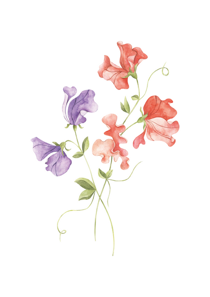 CORAL & LILAC SWEET PEA NURSERY ART PRINT