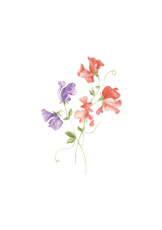 CORAL & LILAC SWEET PEA NURSERY ART PRINT