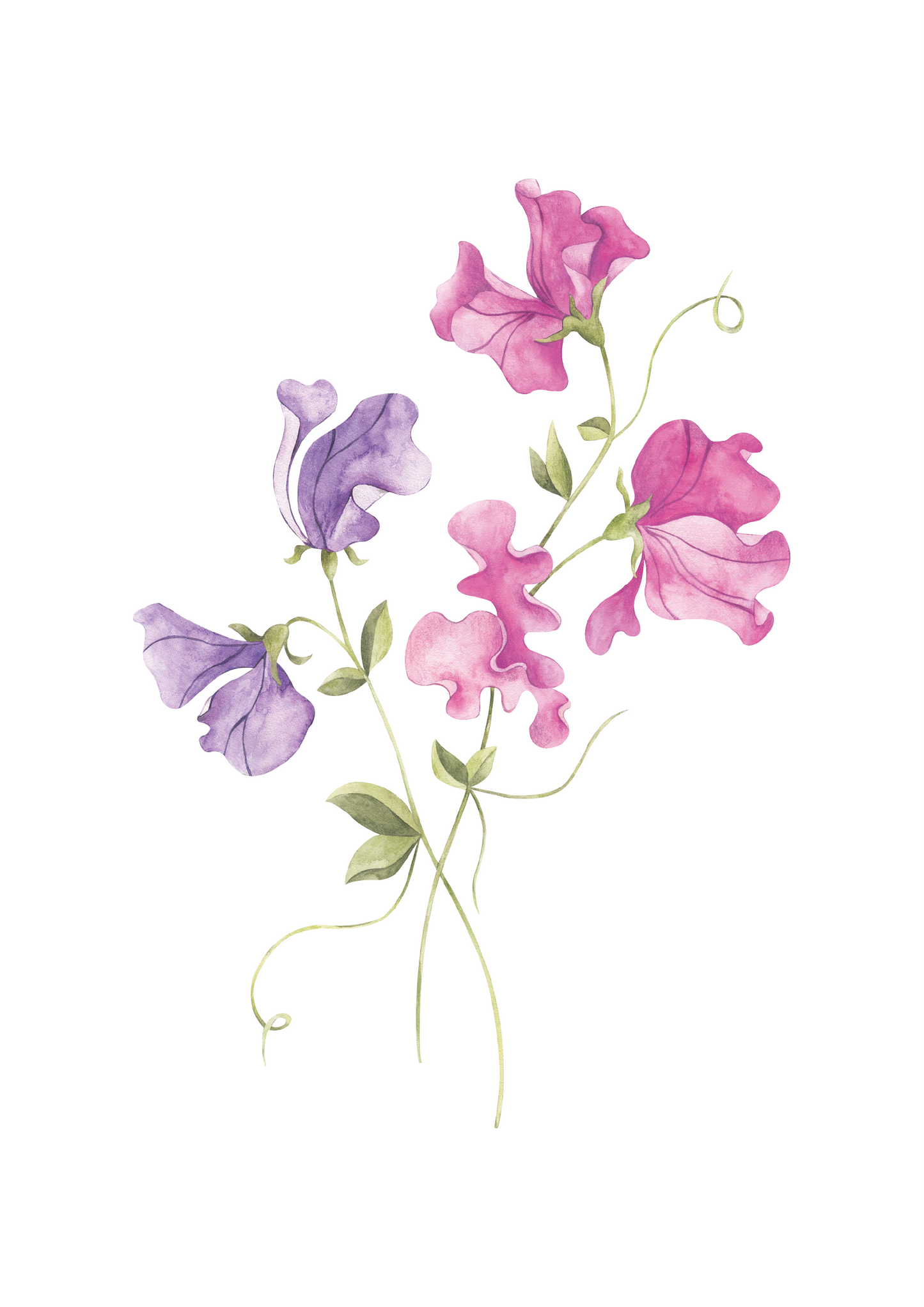 PINK & LILAC Sweet Pea Nursery Art Print